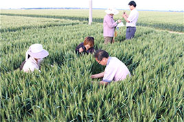 田間檢驗(yàn)