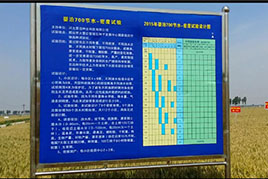 3科研基礎 嬰泊種業科研育種_嬰泊700栽培技術研究