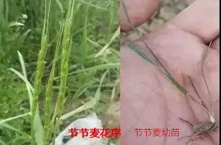 節節麥不用怕，節節麥怎么防，什么時間打，怎么打效果好？（附注意事項）