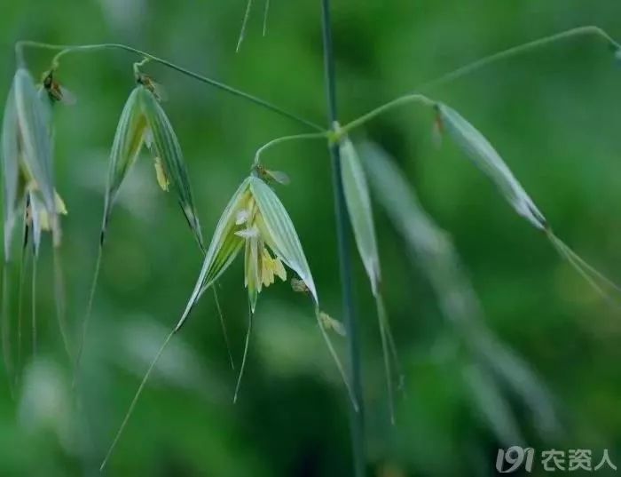 麥田雜草識別及化學(xué)除草指南，全面！