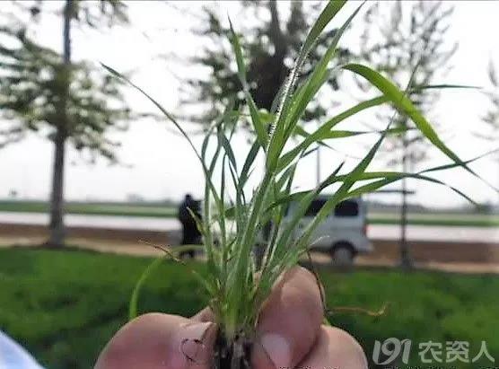 麥田雜草識別及化學(xué)除草指南，全面！