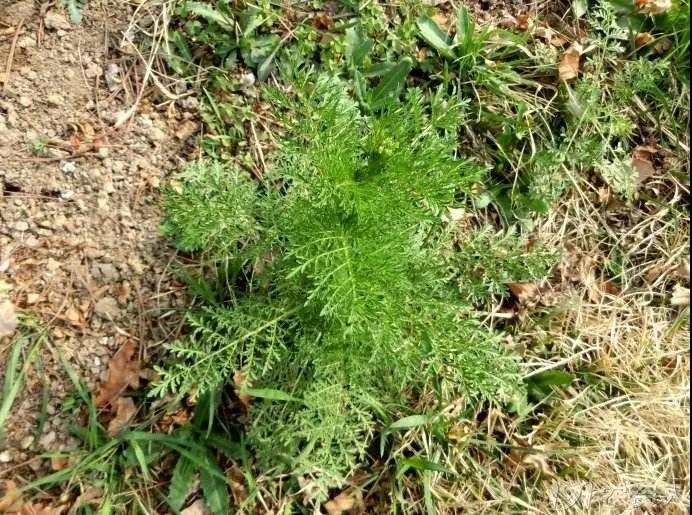 麥田雜草識別及化學(xué)除草指南，全面！