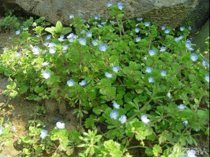 麥田雜草識別及化學(xué)除草指南，全面！