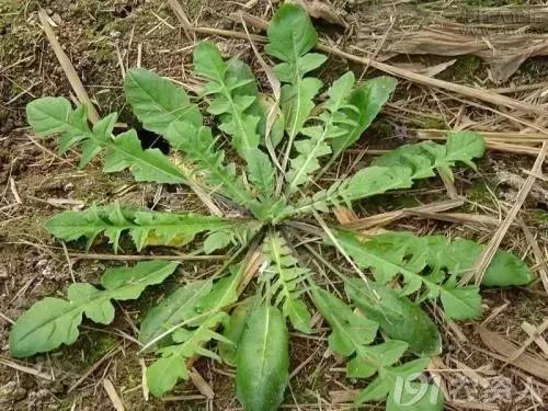 麥田雜草識別及化學(xué)除草指南，全面！