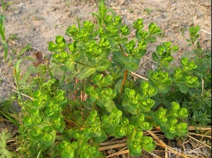 麥田雜草識別及化學(xué)除草指南，全面！