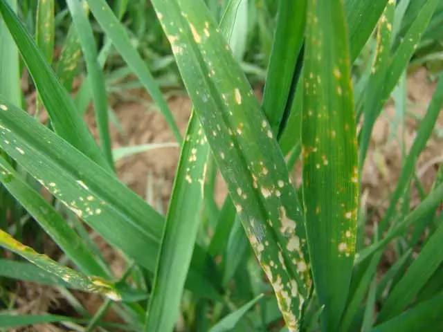 小麥病毒病、凍害、除草劑藥害圖解