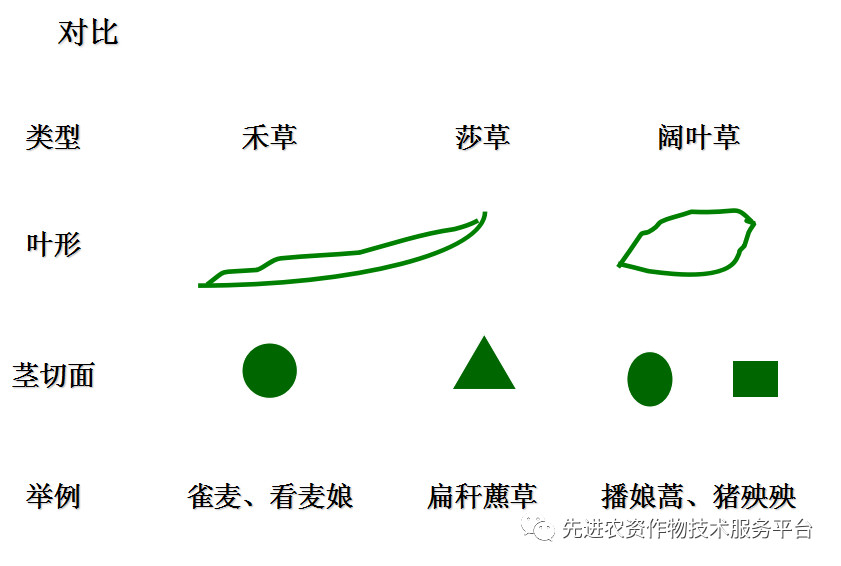 超級經典小麥田優勢雜草圖譜辨別