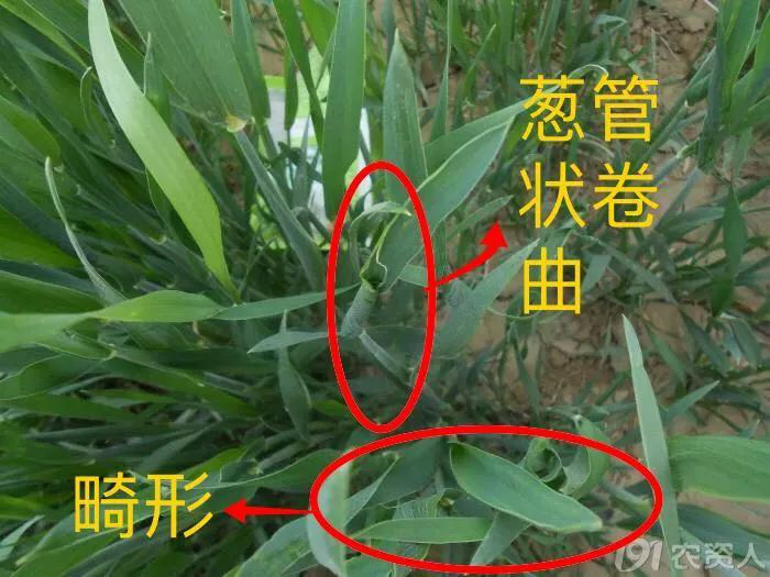 小麥常用除草劑及藥害介紹