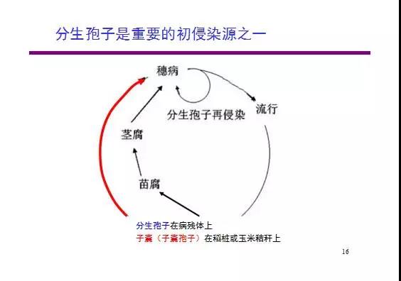 小麥赤霉病全解