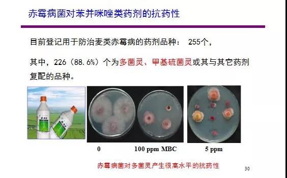 小麥赤霉病全解