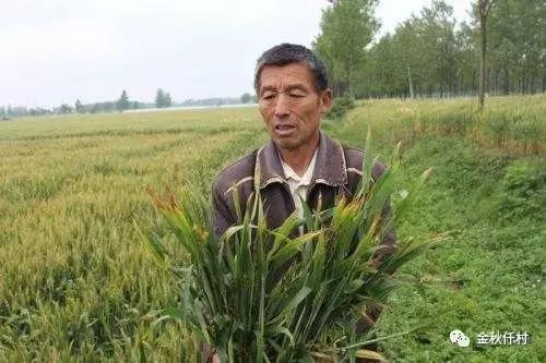 小麥旗葉干尖又來了，原因你知道幾個?