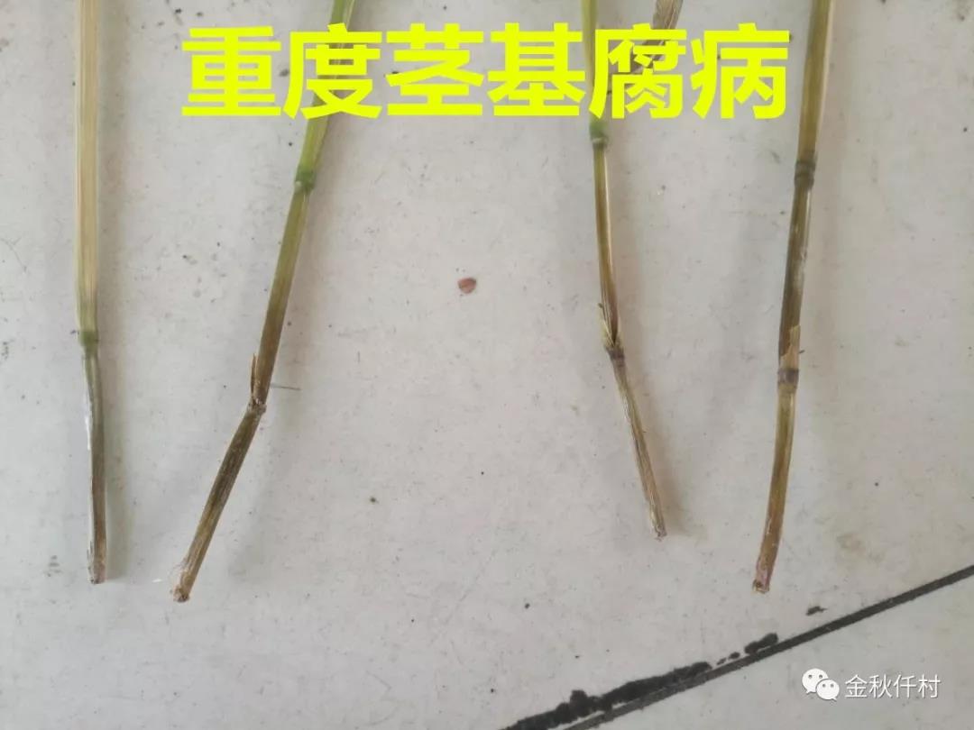 小麥旗葉干尖又來了，原因你知道幾個?