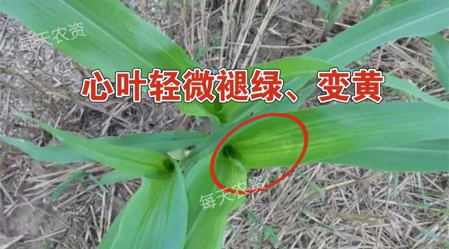 除草高峰期——煙嘧磺隆“4大要點(diǎn)”總結(jié)！